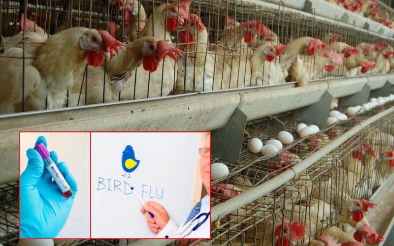 برڈ فلوکے بڑھتے معاملات پر اس ریاست نے سرحد پربڑھا دی چوکسی